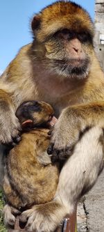 Close-up of a mom monkey with her babe