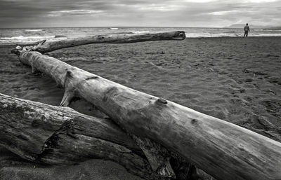 Driftwood on beach