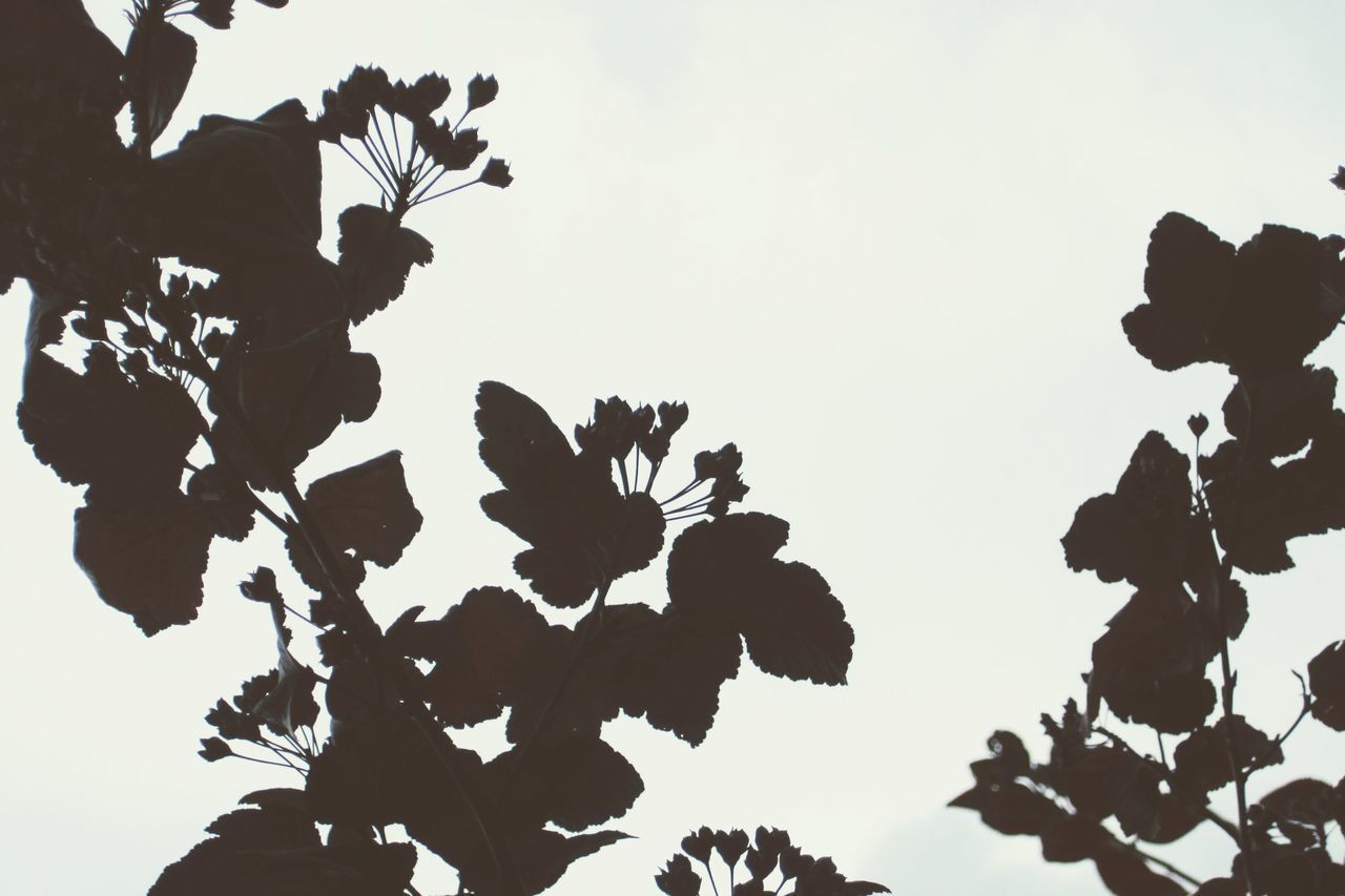 LOW ANGLE VIEW OF SILHOUETTE PLANTS AGAINST SKY