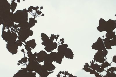 Low angle view of silhouette trees against clear sky