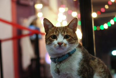 Close-up portrait of a cat