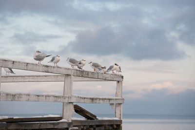 Seagulls perching on railing against cloudy sky