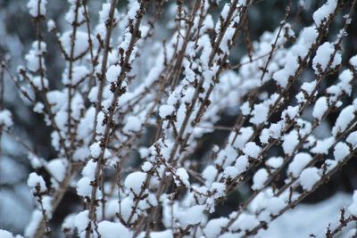 Close-up of snow covered tree