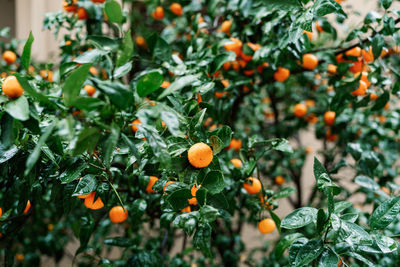 Fruits growing on tree