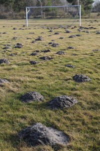 View of sheep on land