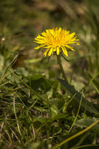 Close-up of yellow flowering plant on field