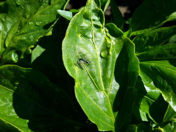 Close-up of wet spider web on plant