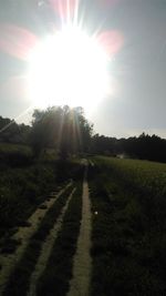 Sun shining through trees in sunlight