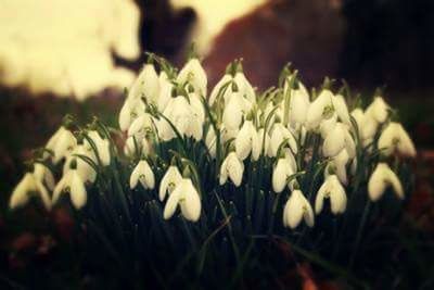 Close-up of flowers blooming in field