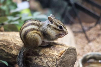 The squirrel is on a log.