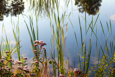 Close-up of plants by lake