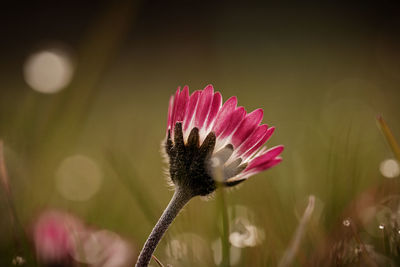 Close-up of pink flower