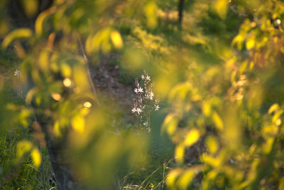 Close-up of dew drops on land