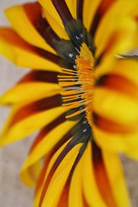 Extreme close up of yellow flower