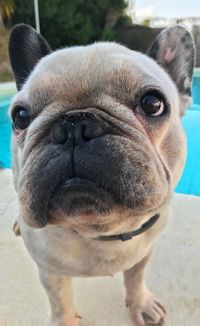 Close-up portrait of a dog