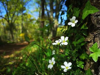 Close-up of white flowering plant