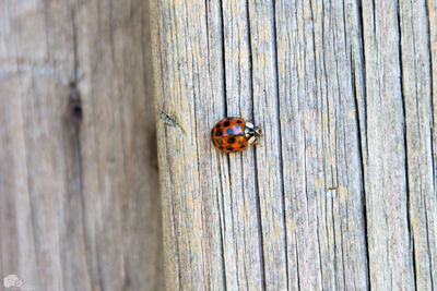 Close-up of ladybug on wood