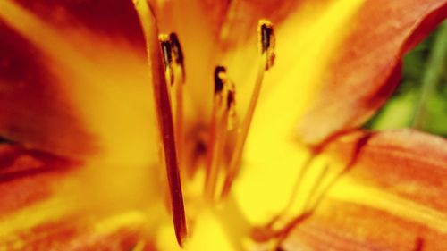 Close-up of yellow flower