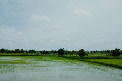 Scenic view of field against sky