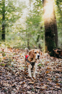 Dog running on field