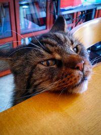 Close-up of cat