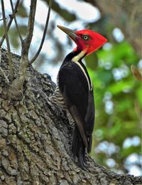 Low angle view of bird perching on tree