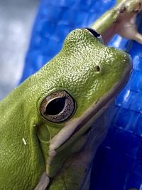 Close-up of a turtle