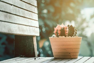 Close-up of succulent plant on table