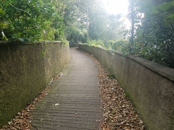 Footpath amidst trees in forest