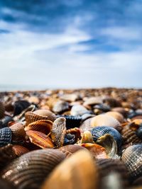 Sea shells on the beach