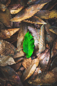 Full frame shot of dry leaves