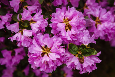 Close-up of insect on flowers