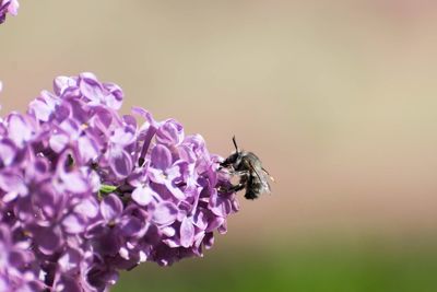 Close-up of insect on purple flowers