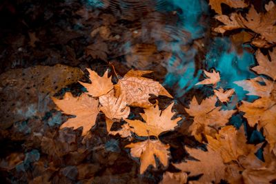 High angle view of maple leaf in water