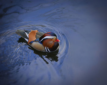 High angle view of duck swimming in lake