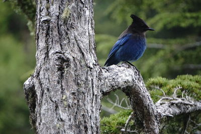 Close-up of bird perching on tree trunk