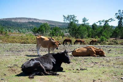 Cows in a field