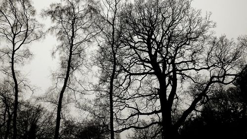 Low angle view of silhouette tree against sky