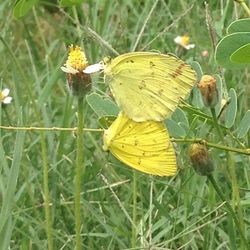 Close-up of butterfly on yellow flower