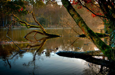 Scenic view of lake