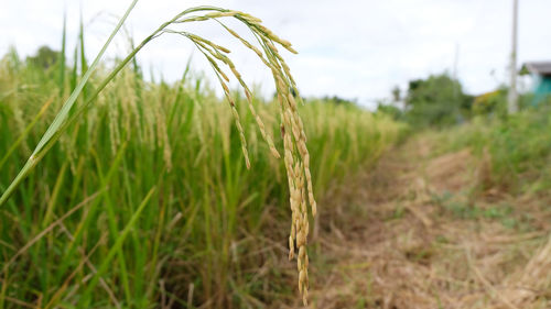 Close-up of crops on field against sky