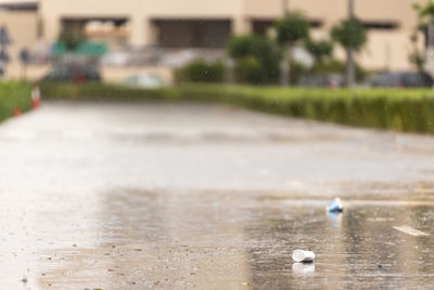 View of wet bird in city