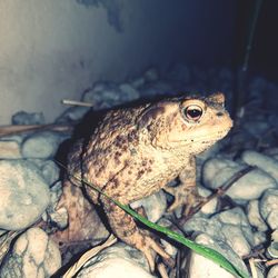 Close-up of frog