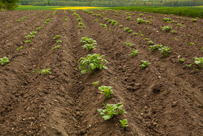 Plants growing in field