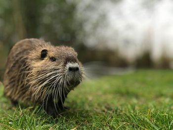 Close-up of a rabbit on field