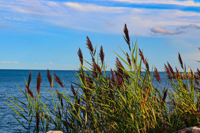 Plants growing on beach against sky