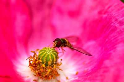 Close-up of hoverfly on pink poppy flower