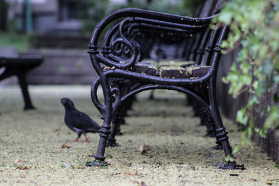 Close-up of bird on chair