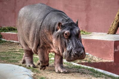 Hippopotamus walking on field