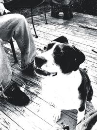 High angle view of dog relaxing outdoors